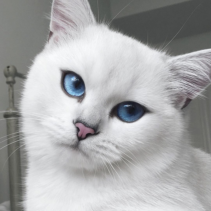 En Güzel Gözlü Kedi